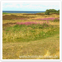 Heidelandschaft nahe Østersømarken bornholm, heide, ostsee