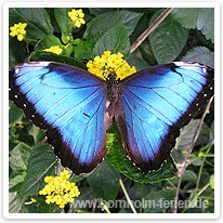 Bornholm-schmetterling bornholm-schmetterling