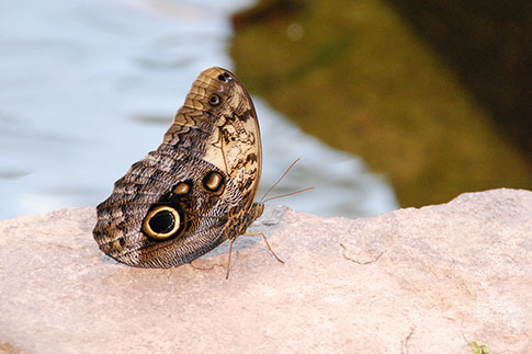 Riesiger Falter am kleinen Teich im Schmetterlingspark, Dänemark