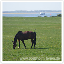 Saftige Weide auf der Insel Fünen insel fuenen, daenemark
