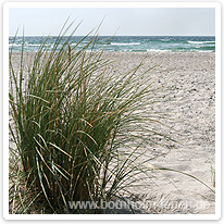 Nordseestrand in Mitteljütland strand, daenemark