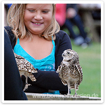 Raubvögel hautnah erleben bornholm, raubvogelshow