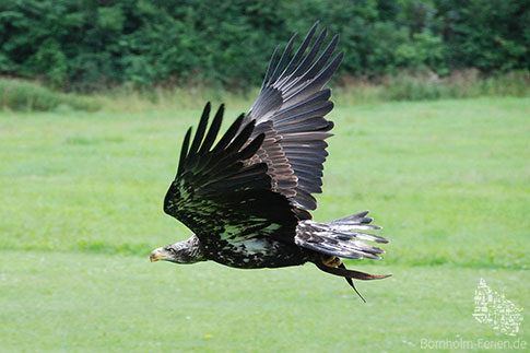 Bornholms Raubvogelshow - Ein Adler zeigt eine beeindruckende Flugvorführung, Insel Bornholm