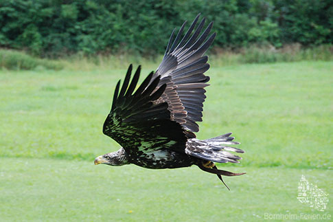 Bornholms Raubvogelshow, Insel Bornholm, Dänemark