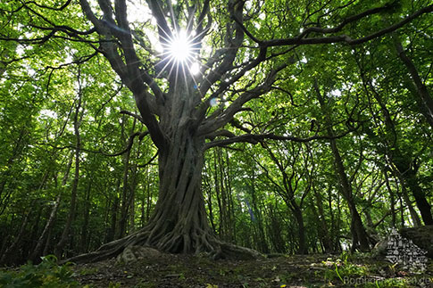 Baum, Wald, Landschaft, Insel Bornholm, Daenemark