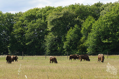 Bisons im Almindinger Wald, Insel Bornholm, Daenemark