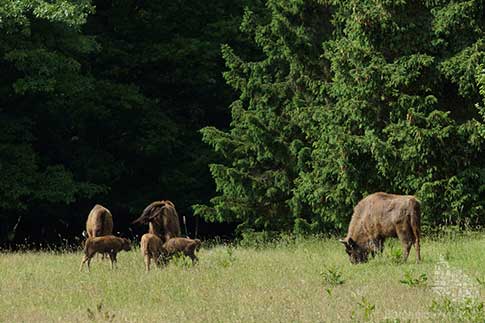 Die kleine Bison-Herde auf Bornholm vergrößert sich stetig durch Jungtiere, Insel Bornholm, Dänemark