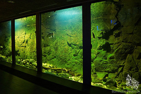 Das große Ostsee-Meerwasseraquarium im Erlebniszentrum NaturBornholm