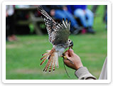 Raubvogelshow Bornholm, Rovfugleshow