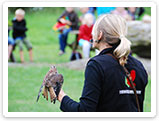 Raubvogelshow Bornholm, Rovfugleshow