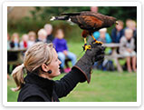 Raubvogelshow Bornholm, Rovfugleshow