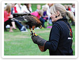 Raubvogelshow Bornholm, Rovfugleshow