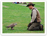 Raubvogelshow Bornholm, Rovfugleshow