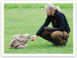 Raubvogelshow Bornholm, Rovfugleshow