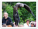 Raubvogelshow Bornholm, Rovfugleshow