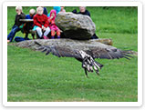 Raubvogelshow Bornholm, Rovfugleshow