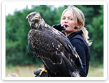 Raubvogelshow Bornholm, Rovfugleshow