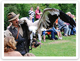 Raubvogelshow Bornholm, Rovfugleshow