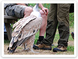 Raubvogelshow Bornholm, Rovfugleshow