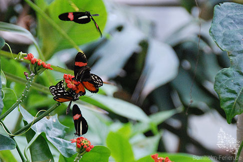 Butes Treiben im Dschungel des Tropenhauses des Schmetterlingsparks, Bornholm, Dänemark