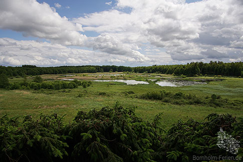 Swinemose, Moorlandschaft, Almindingen, Insel Bornholm, Daenemark