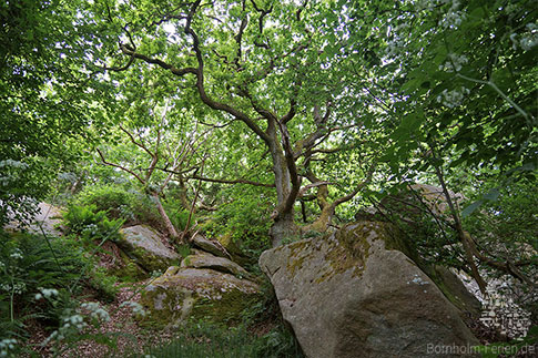 Trollwald, Troldskoven, Insel Bornholm, Daenemark