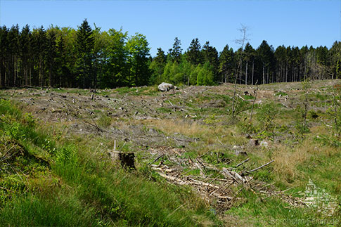 Wald, Ro-Plantage, Insel Bornholm, Daenemark