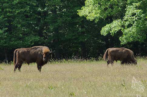 Wisente (Bisons) in ihrem riesigen begehbaren Gehege im Almindinger Wald auf Bornholm